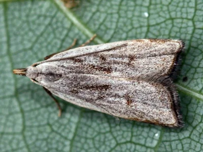 Dichomeris rasilella