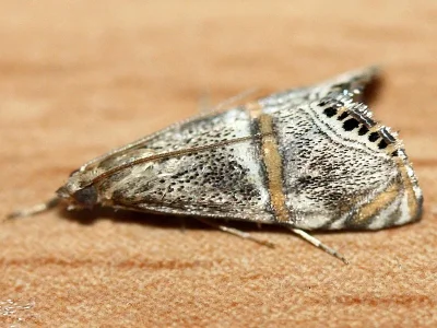 Euchromius superbellus