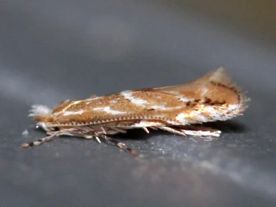 Phyllonorycter corylifoliella