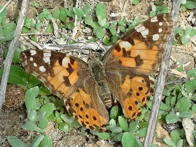 Vanessa cardui