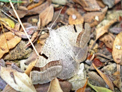 Itame vincularia