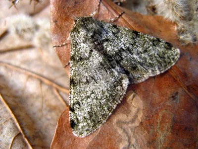Phigalia pilosaria