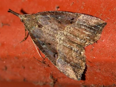Hypena (Hypena) rostralis