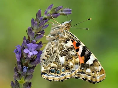Vanessa cardui
