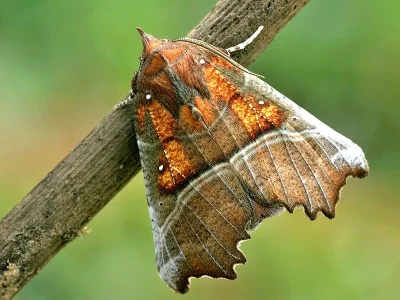 Scoliopteryx libatrix