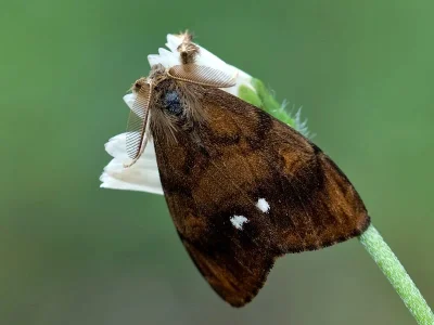 Orgyia (Orgyia) antiqua