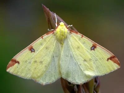 Opisthograptis luteolata