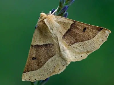 Crocallis elinguaria