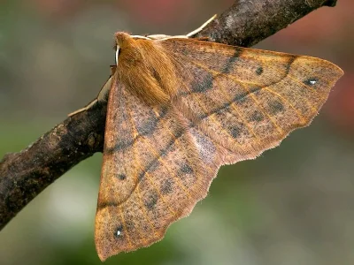 Colotois pennaria