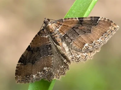 Hydria cervinalis
