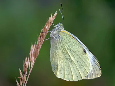 Pieris (Artogeia) rapae