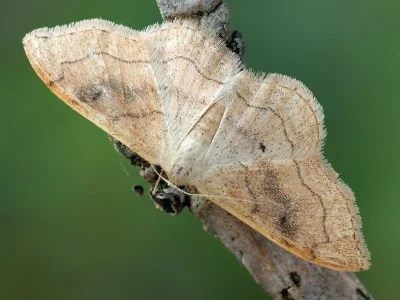 Idaea rubraria