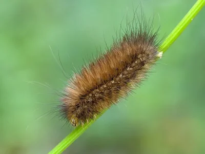 Spilarctia (Spilarctia) lutea