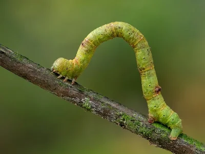 Parectropis similaria