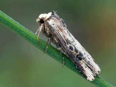 Axylia putris
