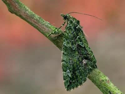 Chloroclysta siterata