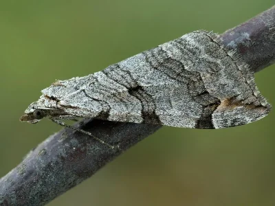 Aplocera plagiata