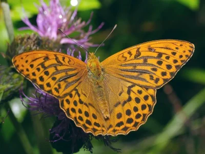 Argynnis (Argynnis) paphia