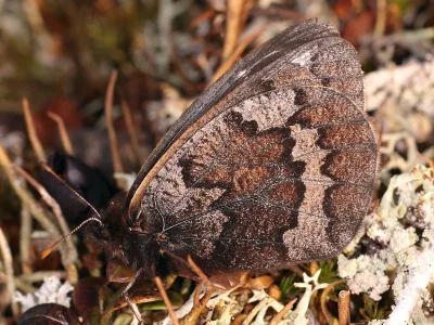Erebia fasciata