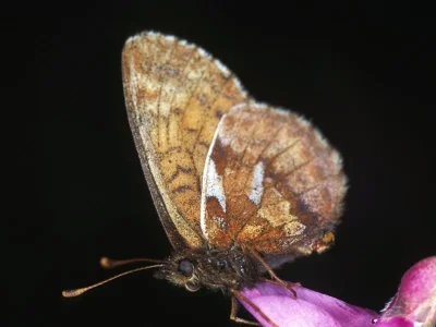 Boloria (Clossiana) improba