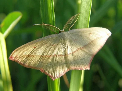 Timandra comae