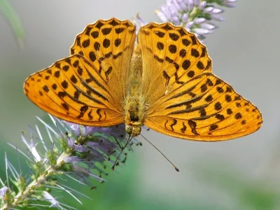 Argynnis (Argynnis) paphia
