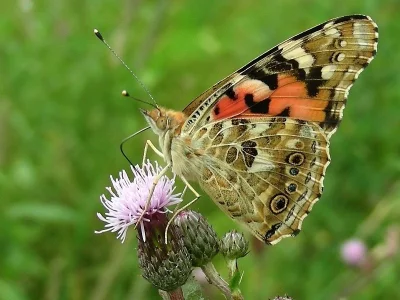 Vanessa cardui
