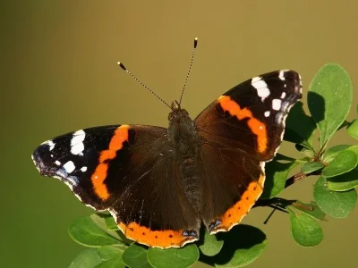 Vanessa atalanta