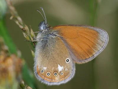 Coenonympha glycerion