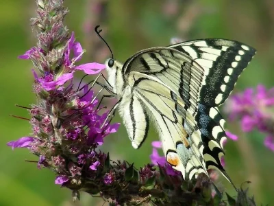 Papilio (Papilio) machaon