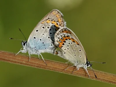 Plebejus (Lycaeides) argyrognomon
