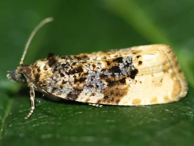 Hedya ochroleucana