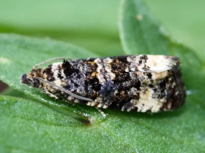 Endothenia marginana