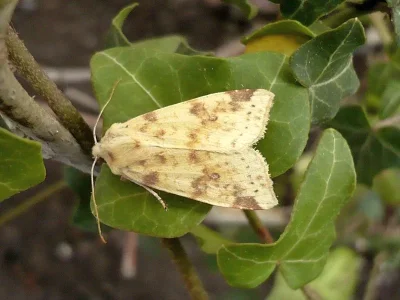Xanthia (Cirrhia) icteritia