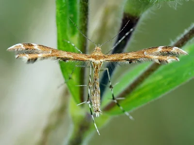 Oxyptilus chrysodactyla