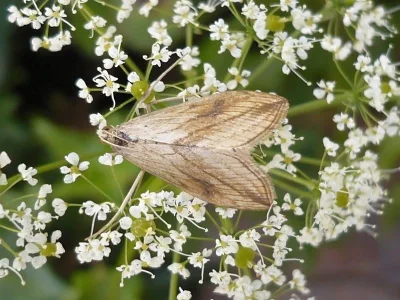 Evergestis forficalis