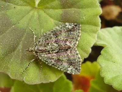 Chloroclysta siterata