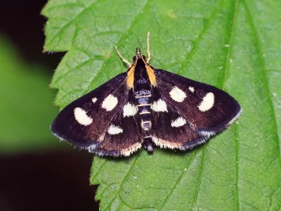 Anania funebris