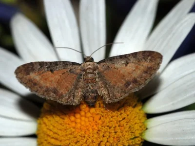 Eupithecia icterata