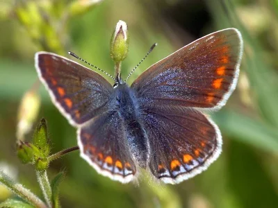 Polyommatus (Polyommatus) icarus
