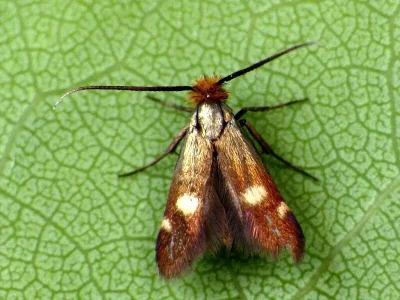 Cauchas leucocerella