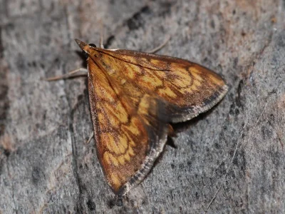 Ecpyrrhorrhoe rubiginalis