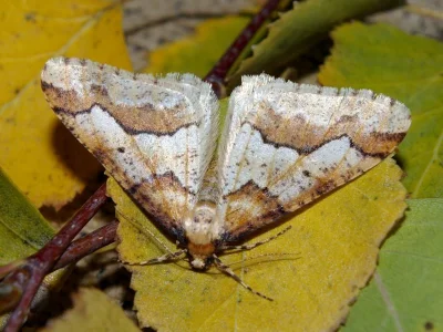 Erannis defoliaria
