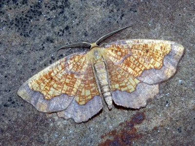 Epione vespertaria