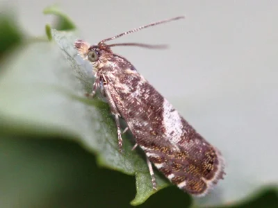 Dichrorampha agilana