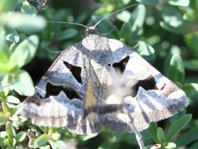 Euclidia (Gonospileia) triquetra