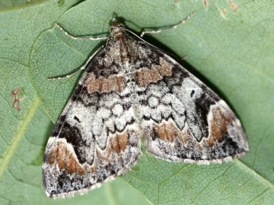 Dysstroma citrata