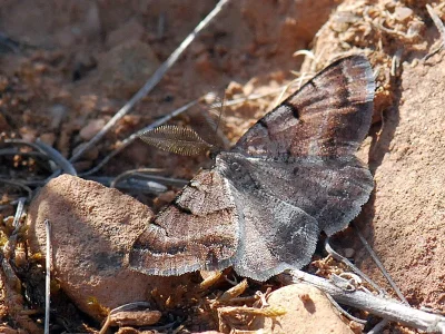 Selidosema brunnearia