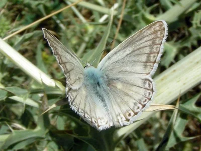 Polyommatus (Lysandra) albicans