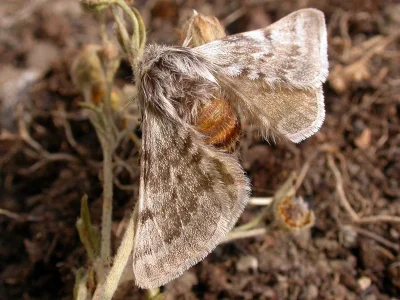 Lycia graecarius